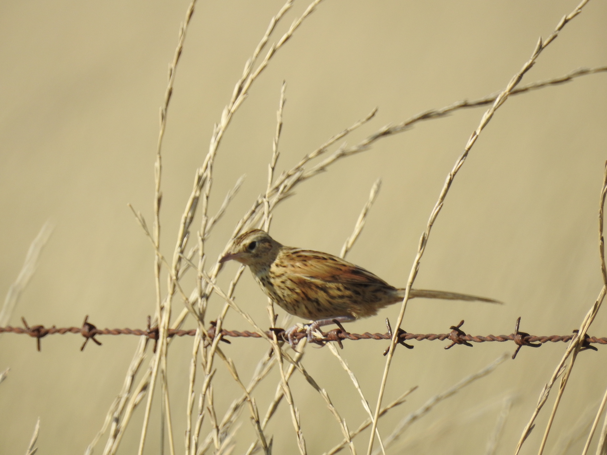 Hudson's Canastero (Asthenes hudsoni), photo 6