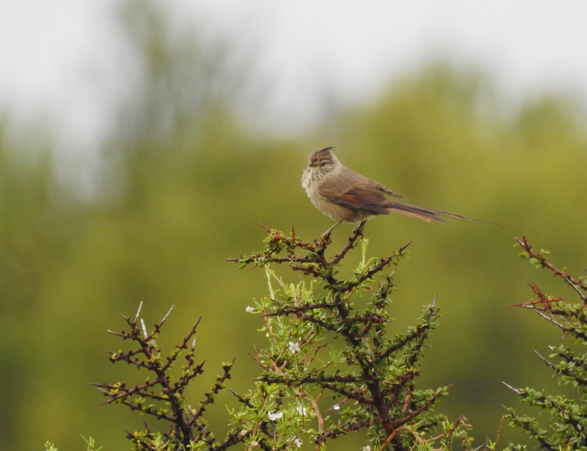 Tufted Tit-Spinetail (Leptasthenura platensis), photo 10