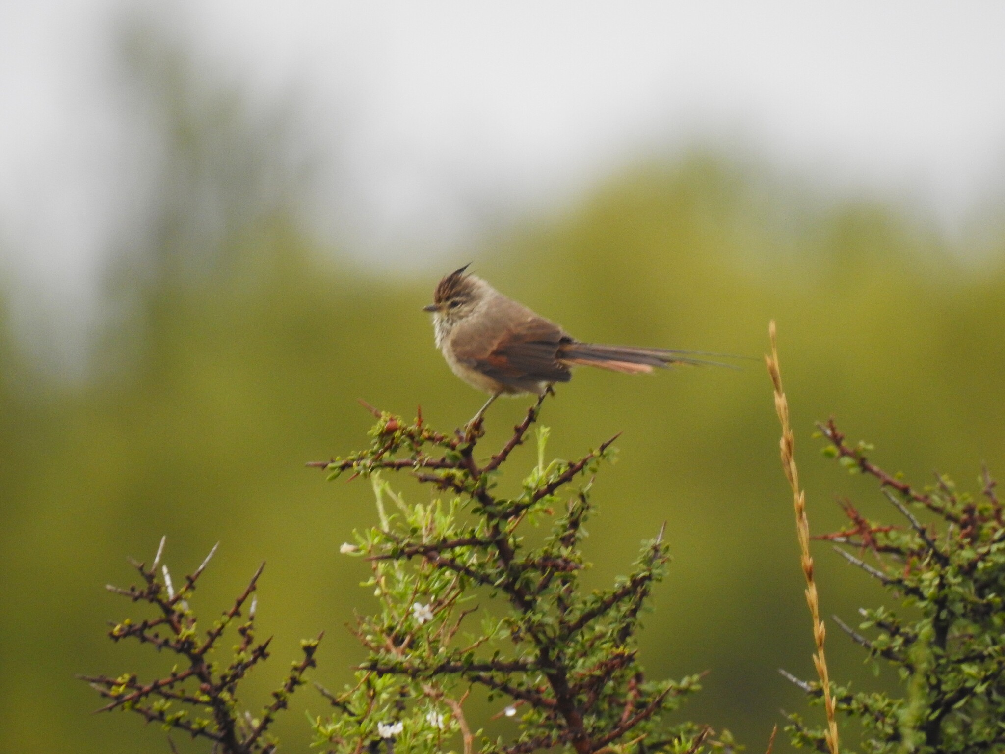 Tufted Tit-Spinetail (Leptasthenura platensis), photo 8