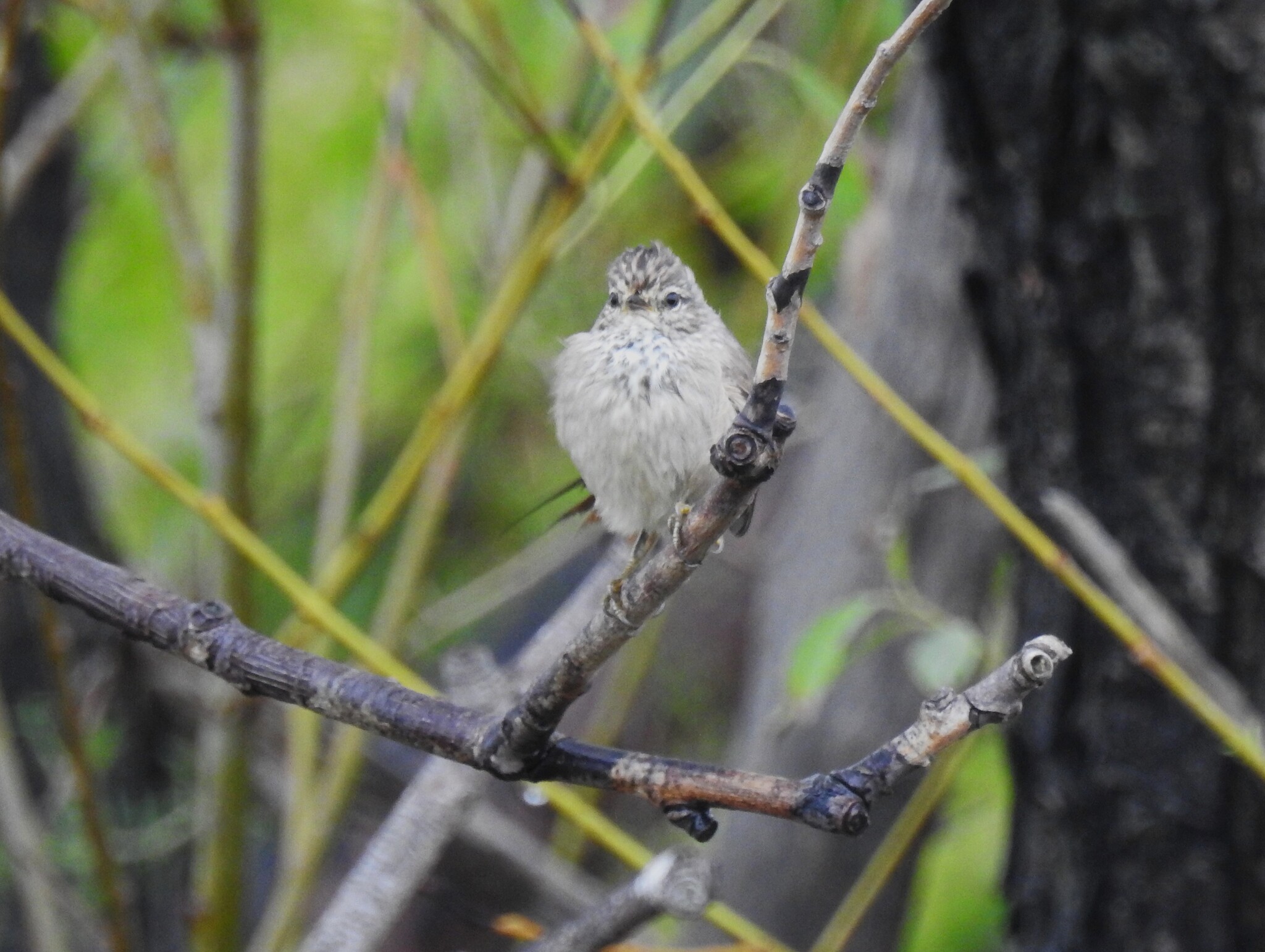 Tufted Tit-Spinetail (Leptasthenura platensis), photo 9