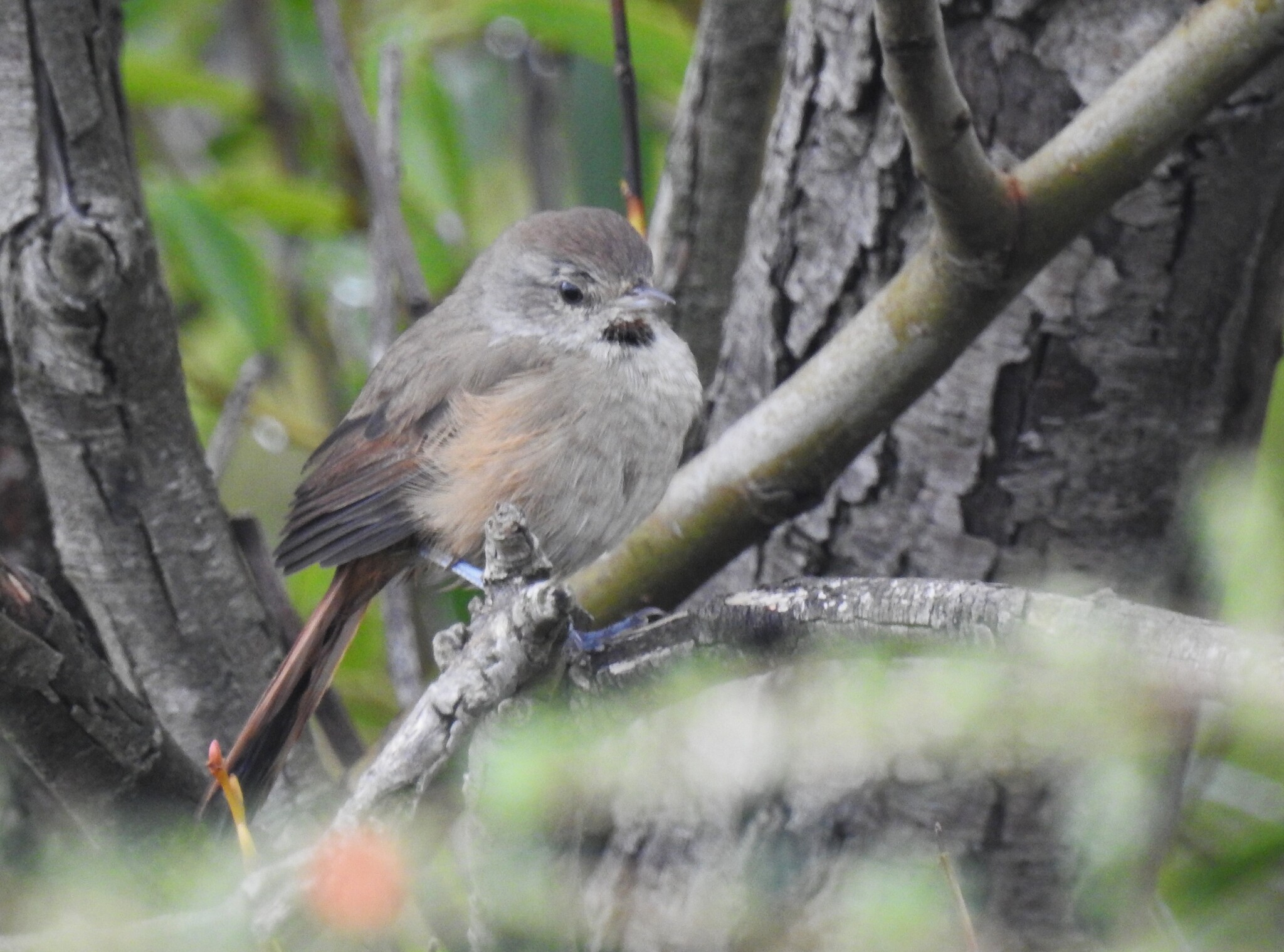 Short-billed Canastero (Asthenes baeri), photo 10