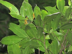 Aspidosperma megalocarpon