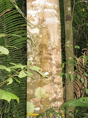 Aspidosperma megalocarpon