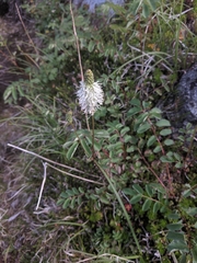 Sanguisorba stipulata