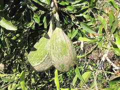 Aspidosperma cruentum