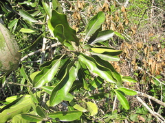 Aspidosperma cruentum