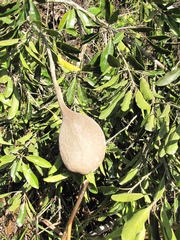 Aspidosperma cruentum