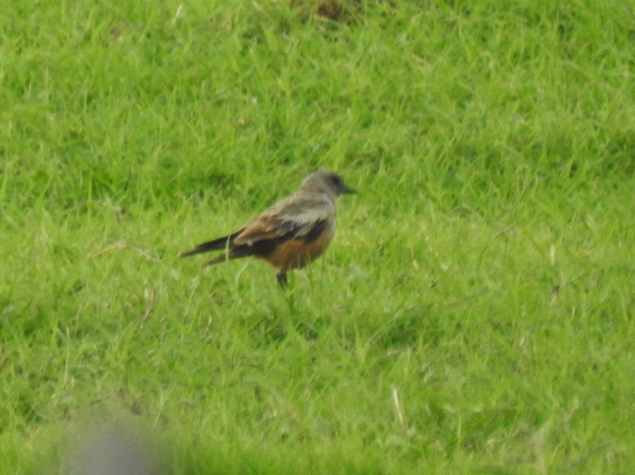 Chocolate-vented Tyrant (Neoxolmis rufiventris), photo 10