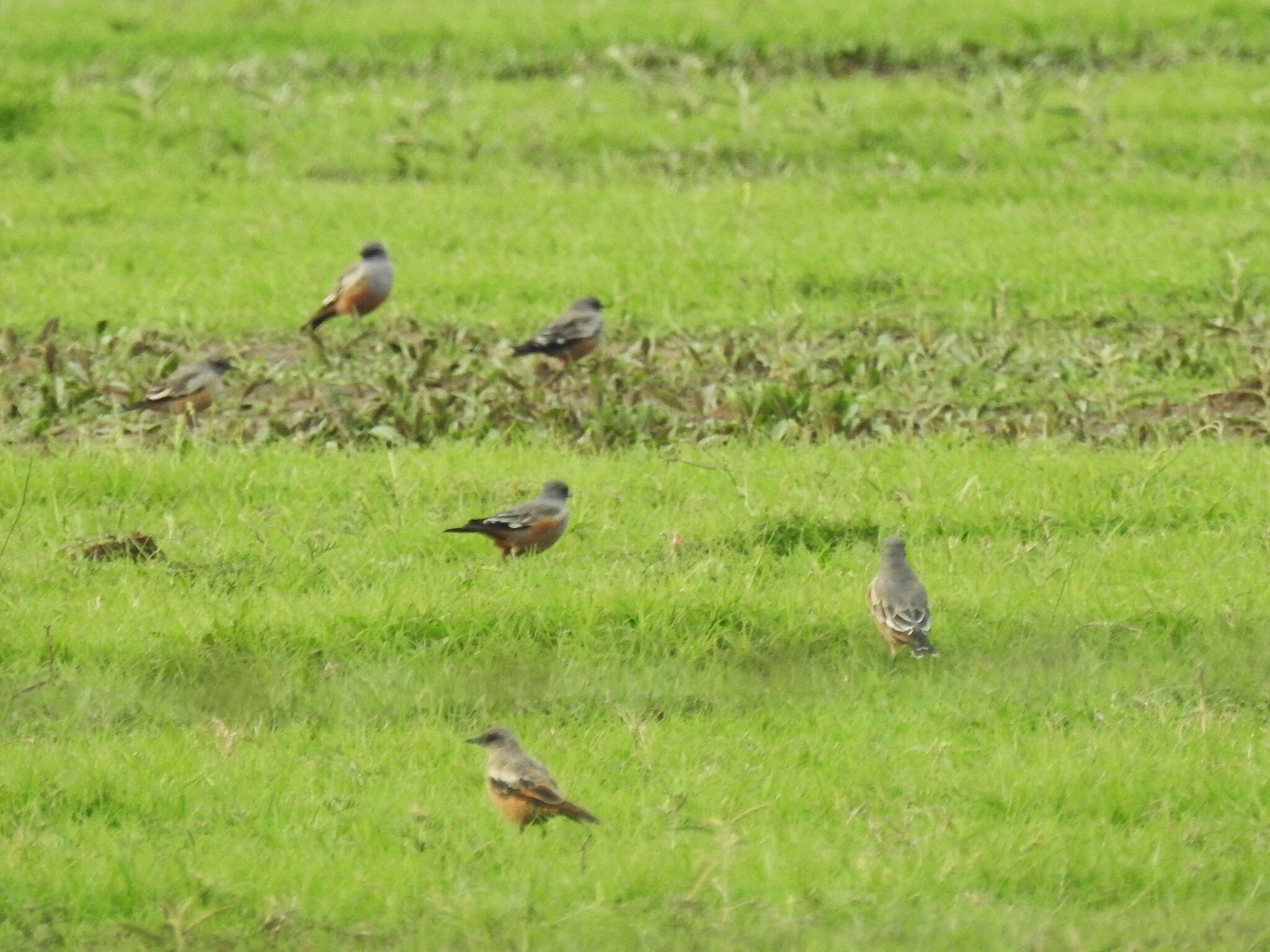 Chocolate-vented Tyrant (Neoxolmis rufiventris), photo 9