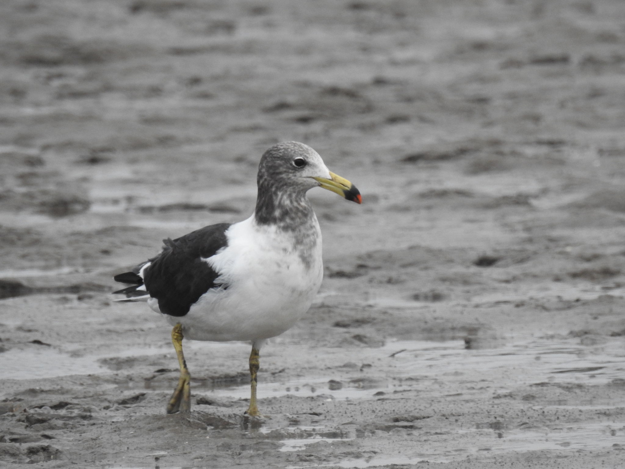Olrog's Gull (Larus atlanticus), photo 8