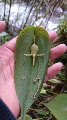 Pleurothallis apopsis