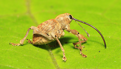 Curculio dentipes
