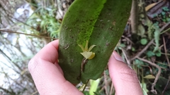 Pleurothallis apopsis