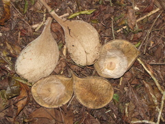 Aspidosperma cruentum
