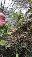 Pleurothallis apopsis