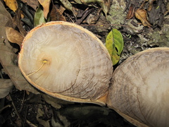 Aspidosperma cruentum