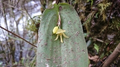 Pleurothallis apopsis