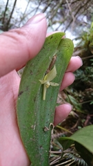 Pleurothallis apopsis