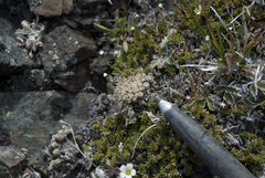 Potentilla nivea