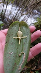 Pleurothallis apopsis