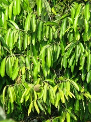 Aspidosperma megalocarpon