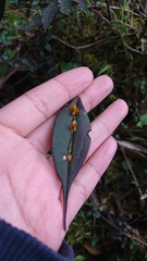 Lepanthes mucronata