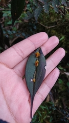 Lepanthes mucronata