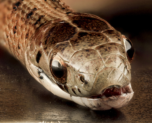 Storeria dekayi