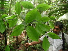 Couma macrocarpa
