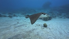 Ocellated Eagle Ray photo 3