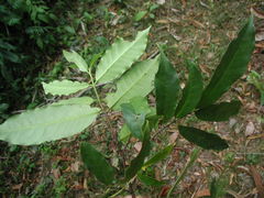 Lacmellea