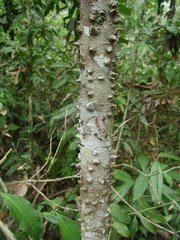 Lacmellea