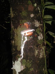 Lacmellea