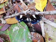 Euploea radamanthus