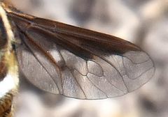 Exoprosopa dodrina