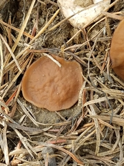 Gyromitra perlata