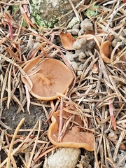 Gyromitra perlata