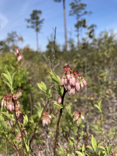 rabbit-eye blueberry (Vaccinium ashei)