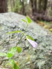 Scutellaria antirrhinoides