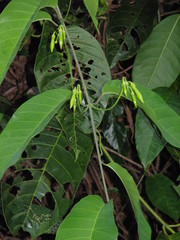Odontadenia semidigyna