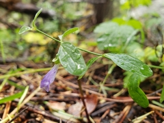 Scutellaria antirrhinoides