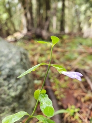 Scutellaria antirrhinoides