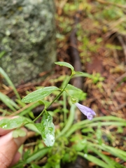 Scutellaria antirrhinoides