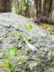 Scutellaria antirrhinoides
