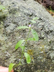 Scutellaria antirrhinoides