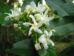 Tabernaemontana arborea