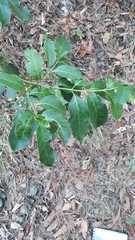 Chiococca pachyphylla