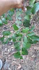 Chiococca pachyphylla