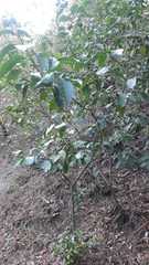 Chiococca pachyphylla