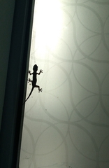 Hemidactylus flaviviridis